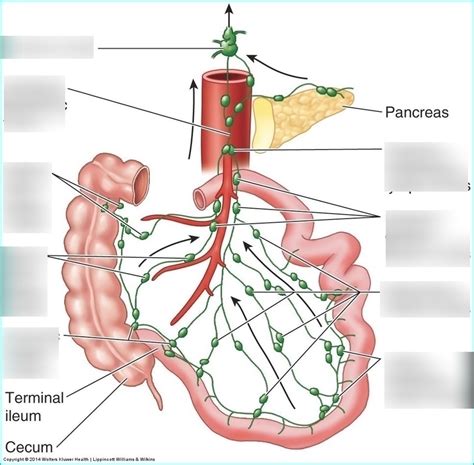 Mesenteric lymph nodes Diagram | Quizlet