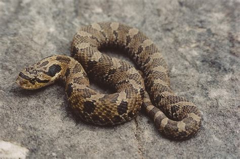 Eastern Hognose Snake - Facts, Habitat, Venom and Pictures