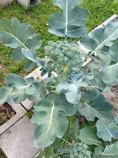 Garden fresh broccoli - can't beat it! [Spring 2012] | Plant leaves ...