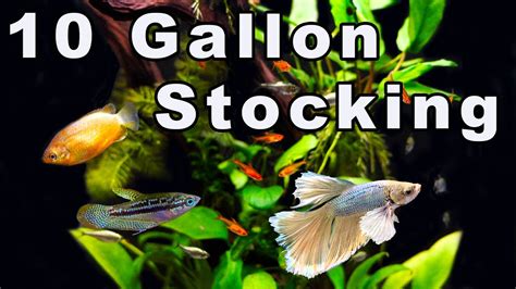 31 Best Fish For A 10 Gallon Tank (With Stunning Pictures)