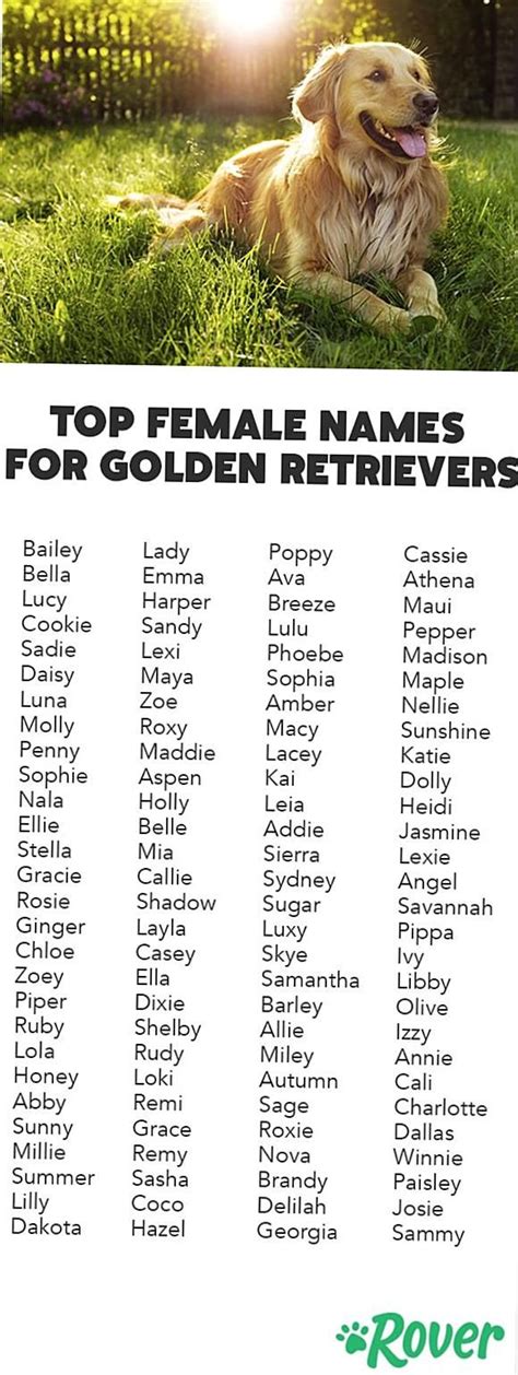 Find out the top golden retriever names of the year with Rovers full ...