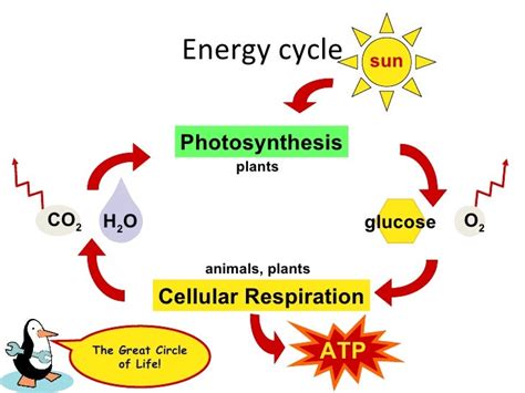 Messana: Comparing Photosynthesis And Cellular Respiration - Lessons ...