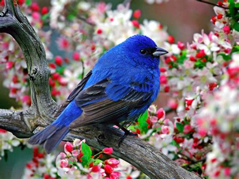 Talking Waters: The Indigo Bunting