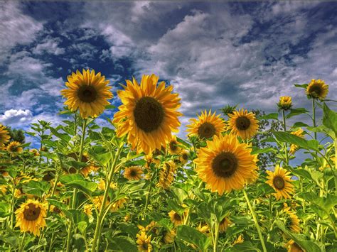 Field of Sunflowers Wallpaper - WallpaperSafari