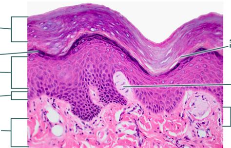 Epidermis and dermis Histology Diagram | Quizlet