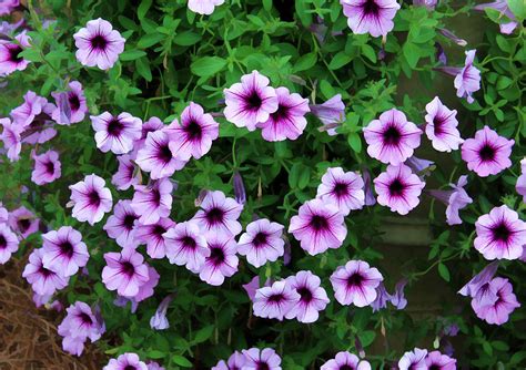 Purple Petunias Photograph by Joyce Baldassarre - Fine Art America