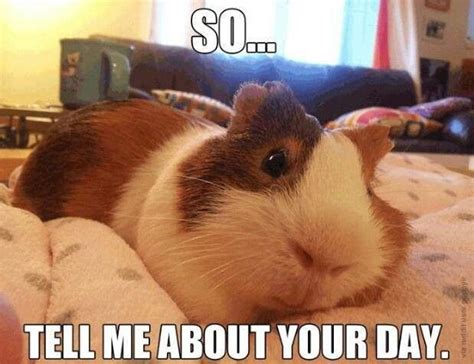 42 best Guinea Pig Meme Board images on Pinterest | Guinea pigs, Pigs ...