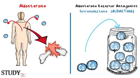 Aldosterone Receptor Antagonist - Spironolactone - YouTube