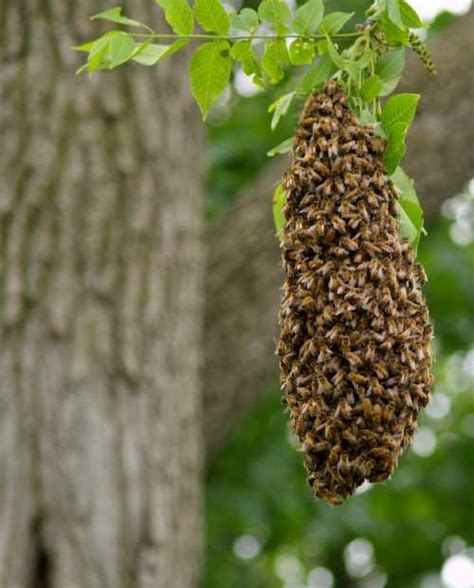 Safe Bee Swarm Removal for Free – A great and simple guide