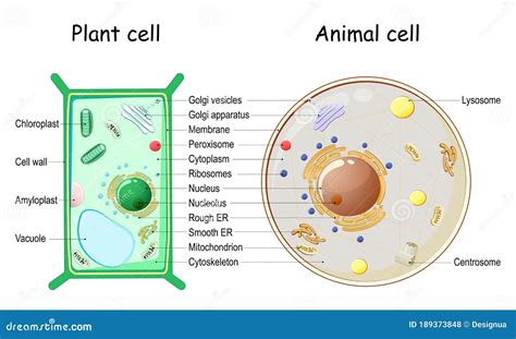 Plant And Animal Cell Chart