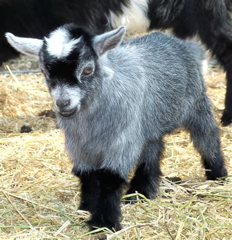 RoysFarm — Caring For Newborn Pygmy Goats