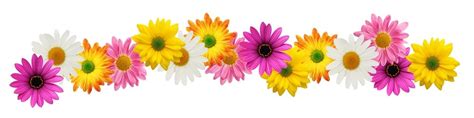 colorful flower divider clipart - Clip Art Library