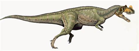 Ceratosaurus | Fossil Wiki | Fandom powered by Wikia