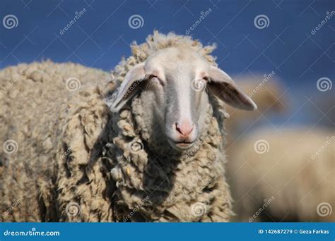 Portrait of Funny Face Sheep Stock Image - Image of spring, meadow ...