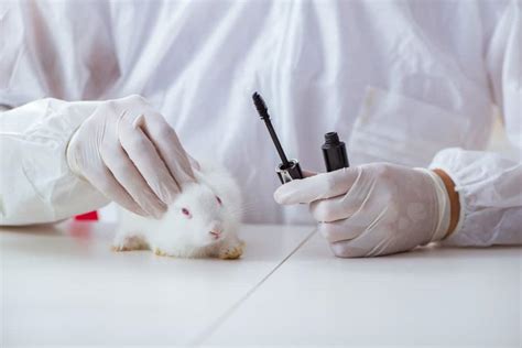 10 Facts About Animal Testing You Need to Know (2021) - Cruelty Free Soul