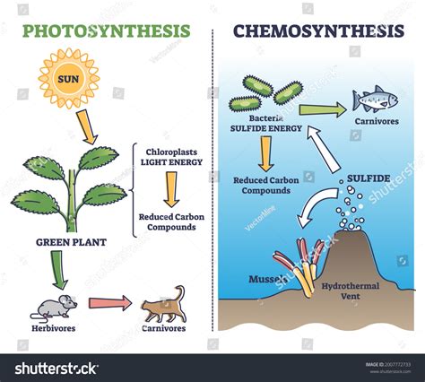 Chemosynthesis Diagram For Kids