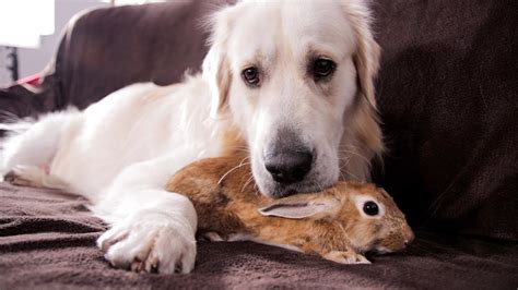 Dog and Rabbit - Best Friends Forever - YouTube