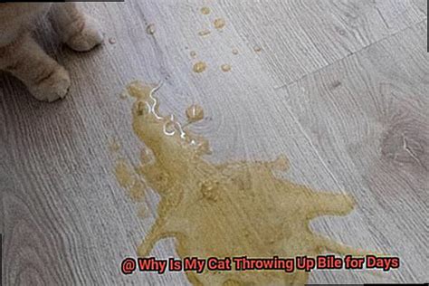 Why Is My Cat Throwing Up Bile for Days? - 21Cats.org