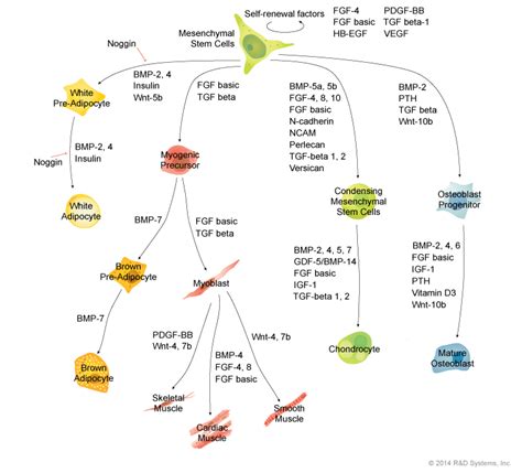 Mesenchymal Stem Cells Research Areas: R&D Systems