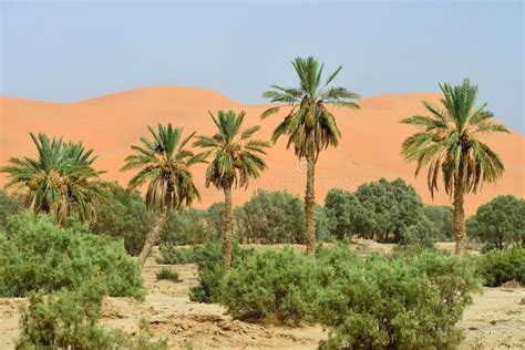 Oasis in Sahara Desert, Morocco, Africa