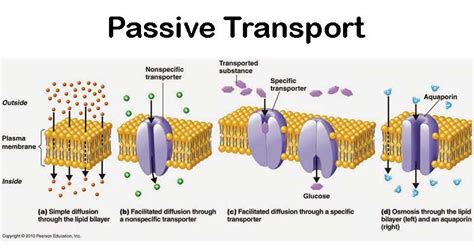 Facilitated diffusion is often used to transport