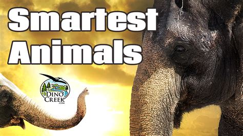 5 Smartest Animals | DinoCreek.com Videos + Articles