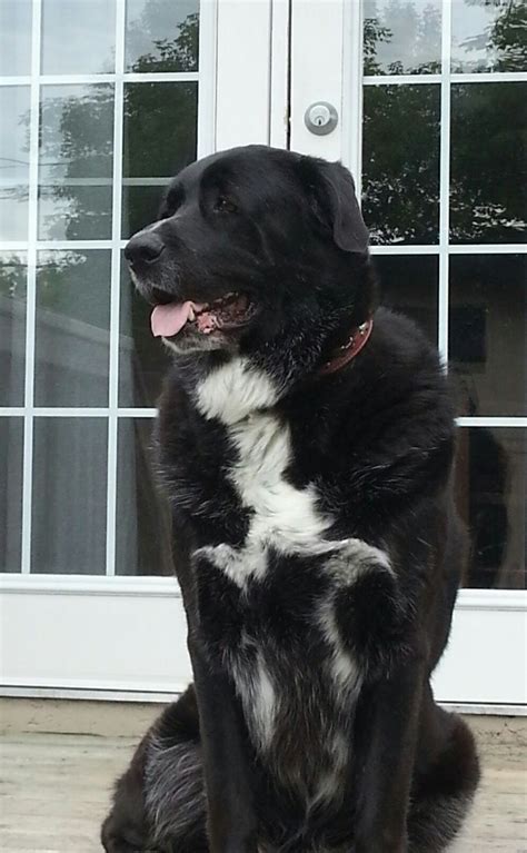 My beautiful Oscar Great Pyrenees cross black lab. | Great pyrenees dog ...