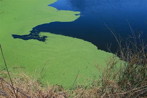 Algae On The Water Free Stock Photo - Public Domain Pictures