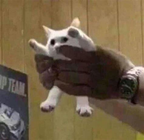 blursed_cat : r/blursedimages