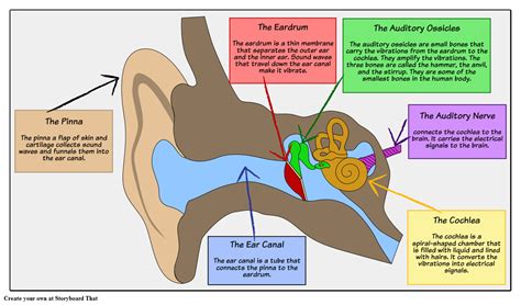 Structure of the Ear Labeled Diagram Storyboard