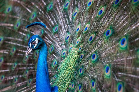 Amazing Peacock Animal Facts & Photos to Honor January’s Featured Animal!