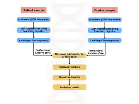 6 Types of Microarray-based Genetic Testing – Genetic Education