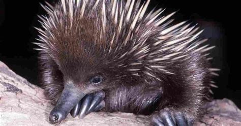 Echidna Behavior - AnimalBehaviorCorner