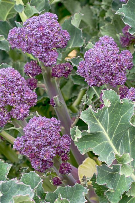 The 10 Best Broccoli Varieties to Grow at Home | Gardeners Path