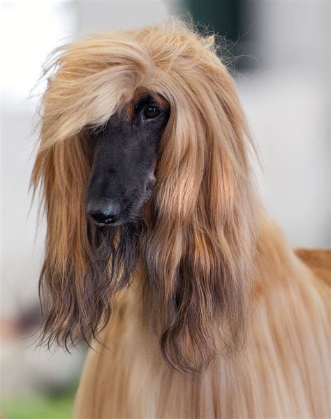 Afghan Hound - Wikimedia Commons