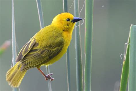 Taveta Weaver – Holmen Birding Safaris