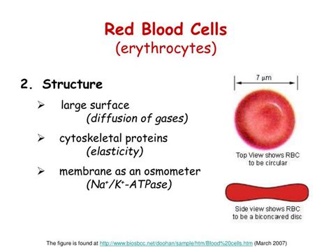 PPT - Biochemistry of Blood Elements PowerPoint Presentation - ID:931906