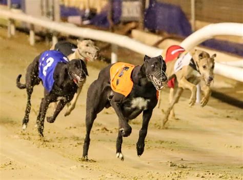 Greyhound racing: The ultimate beginners guide! - Oxford Stadium