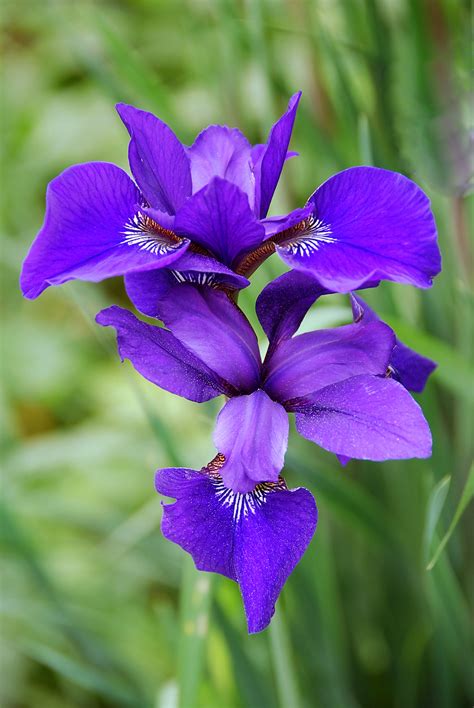 Siberian Iris* | At My Window