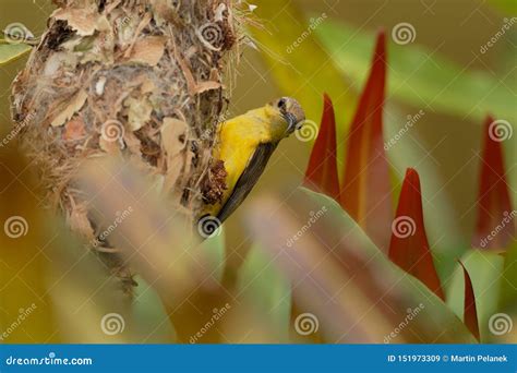 Olive-backed Sunbird - Cinnyris Jugularis Building Its Nest, Also Known ...