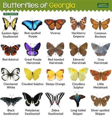 Types of Butterflies in Georgia