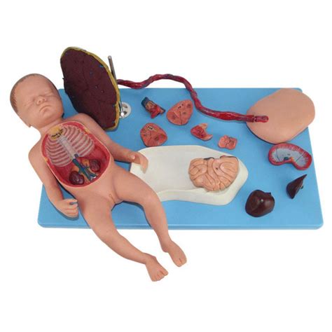 Buy Placental Umbilical Cord and Fetal Attached Viscera Model, Neonatal ...