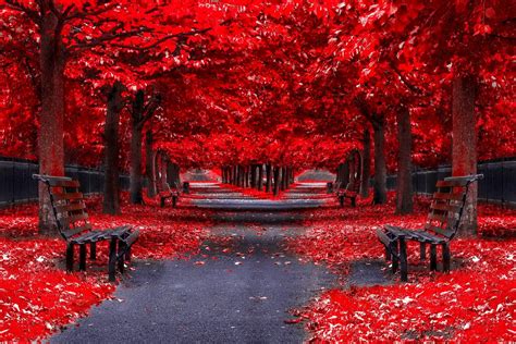 Wallpaper ID: 526596 / footpath, red, park, tree trunk, fall computer backgrounds, seat ...