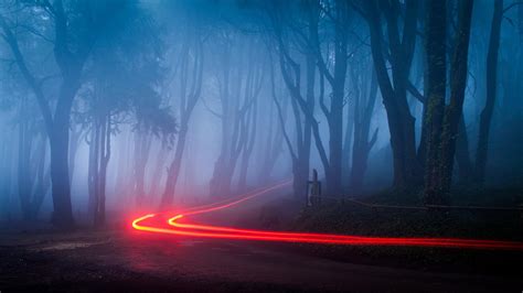 Fog Forest Wallpapers - Wallpaper Cave