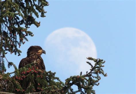 Eagle eye view Photograph by Karen Horn - Fine Art America