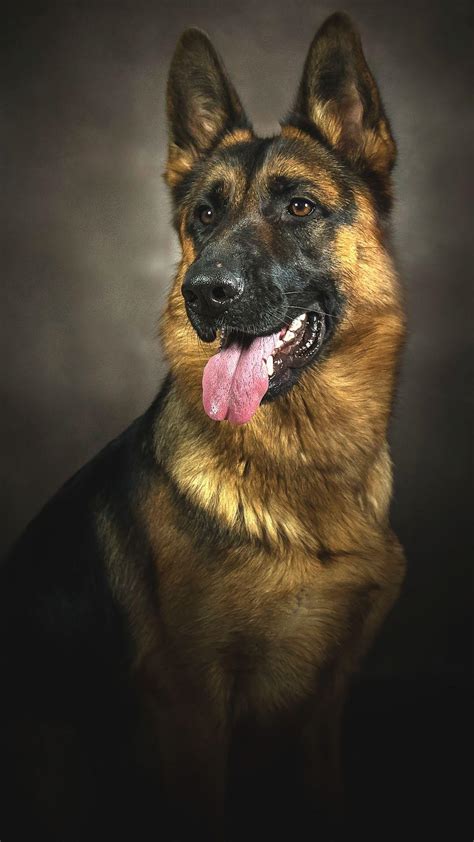 German Shepherd Police Dog Wallpapers - Wallpaper Cave