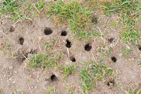 Animal Digging Holes Around Foundation