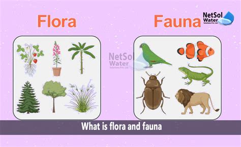 Flora Fauna: 12 Major Differences, Examples