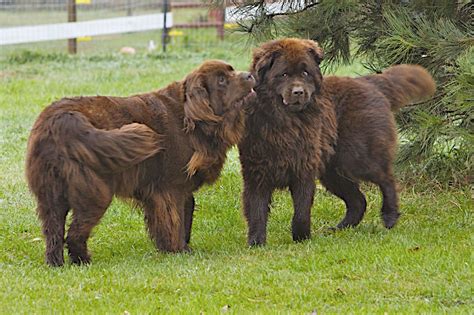 Newfoundland Breed Guide - Learn about the Newfoundland.