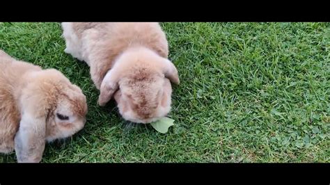 Bunny s playing - YouTube